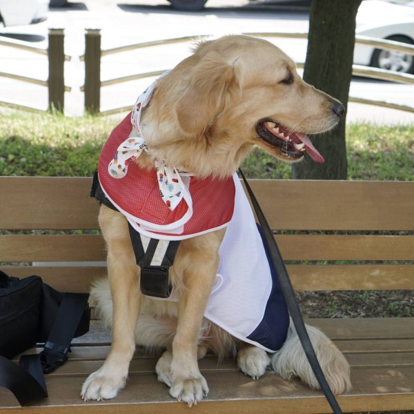 画像1: 大型 犬 服 3XL 中型犬 大型犬 夏 クール ベスト メッシュ 保冷剤 熱中症対策 doggystar ドッギースター 即日 出荷できます (1)