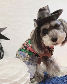 犬服、インポートドッグウェアcocker papa（コカパパ) doggy star