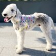 画像36: イタグレ服 S M L XL 2XL 3XL シースルー 花柄 刺繍 チュール フリル ブラウス 小型犬 中型犬 大型犬 春夏 doggystar ドッギースター 即日発送出来ます。 (36)