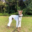 画像17: イタグレ服  S M L XL 2XL 3XL 起毛ロンパース つなぎ 小型犬 中型犬 大型犬 秋 冬服 doggystar ドッギースター 即日発送出来ます (17)