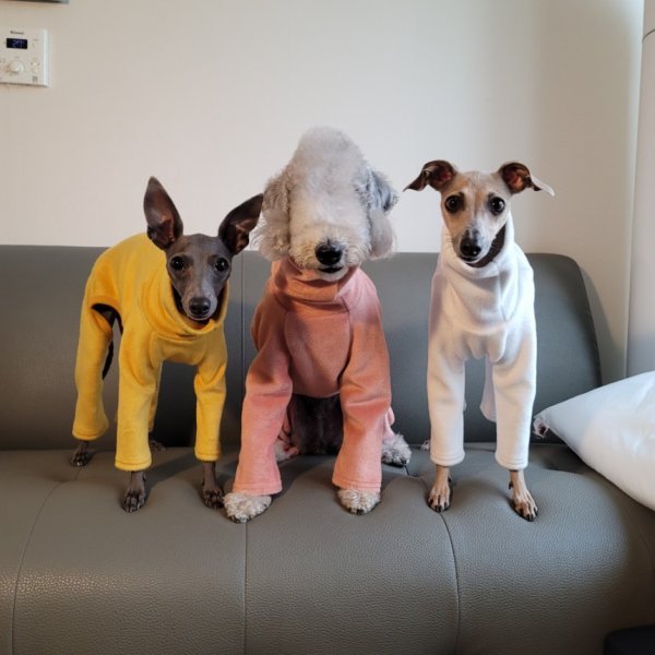 画像1: イタグレ服  S M L XL 2XL 3XL 起毛ロンパース つなぎ 小型犬 中型犬 大型犬 秋 冬服 doggystar ドッギースター 即日発送出来ます (1)